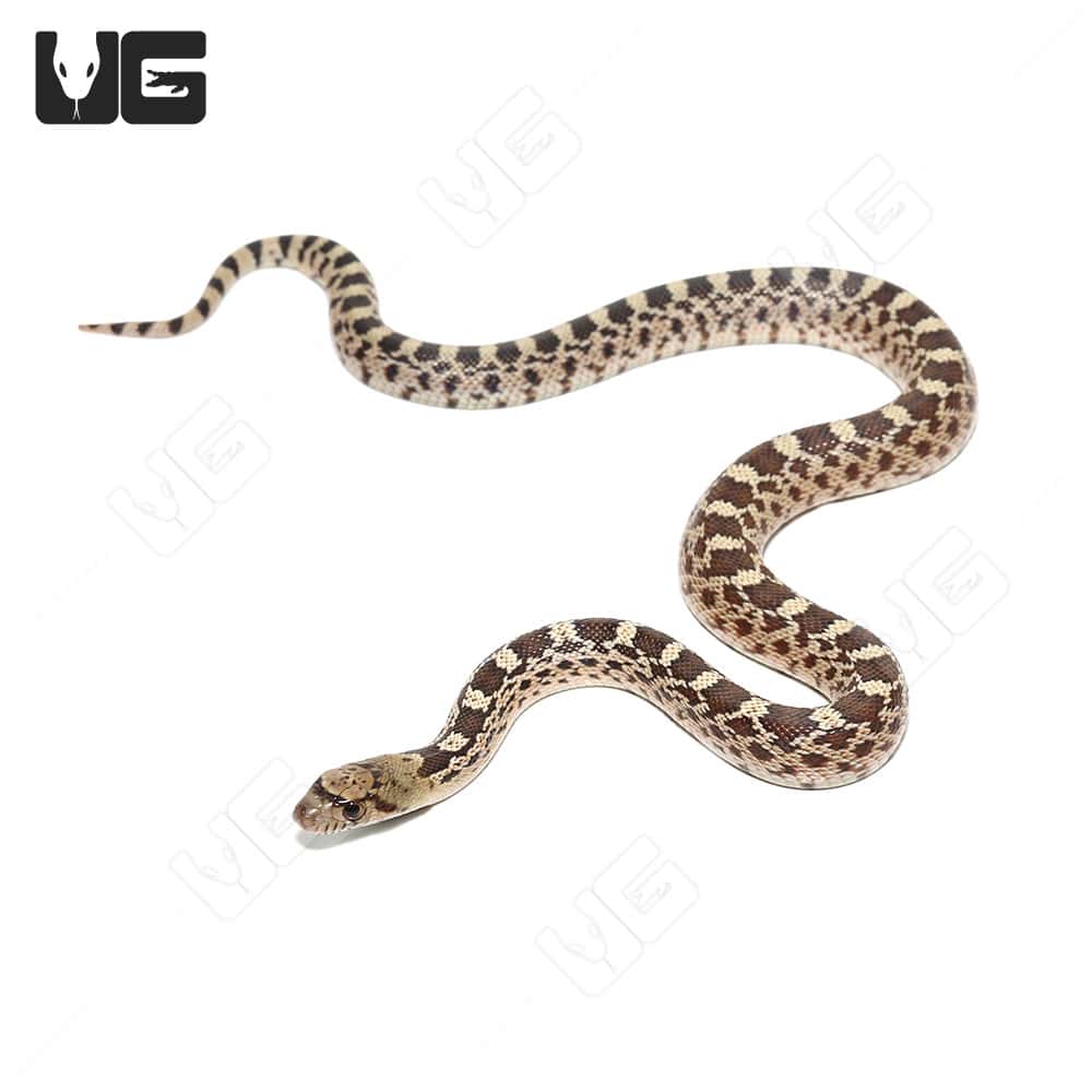 Stunning Best Feeding Schedule For Gopher Snake Hatchlings image