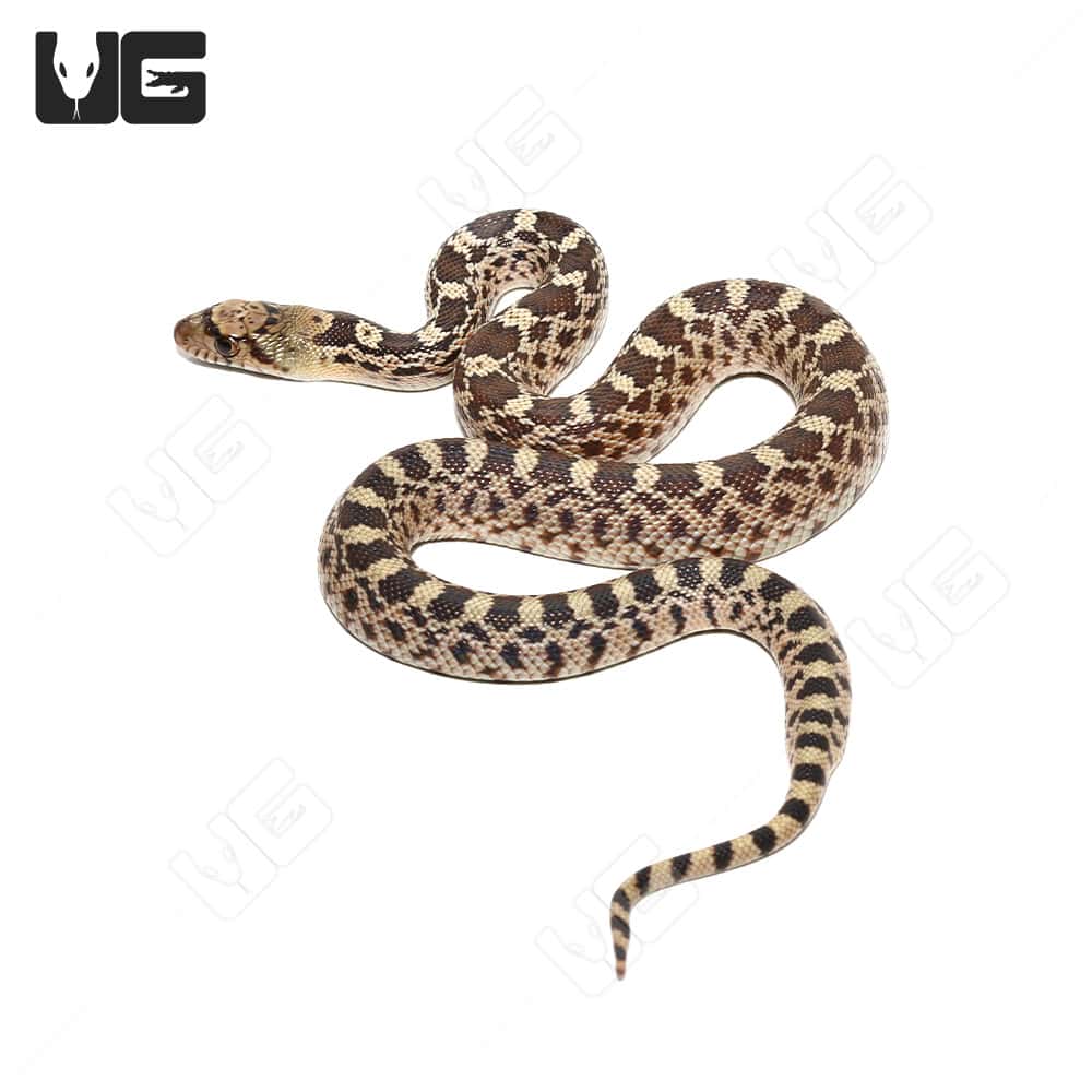 Fresh Look at C B Hatchling Sonoran Gopher Snake