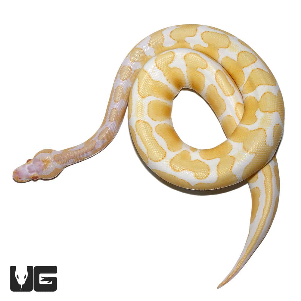 Baby Female Albino Scaleless Head Ball Python (#38) - Underground Reptiles