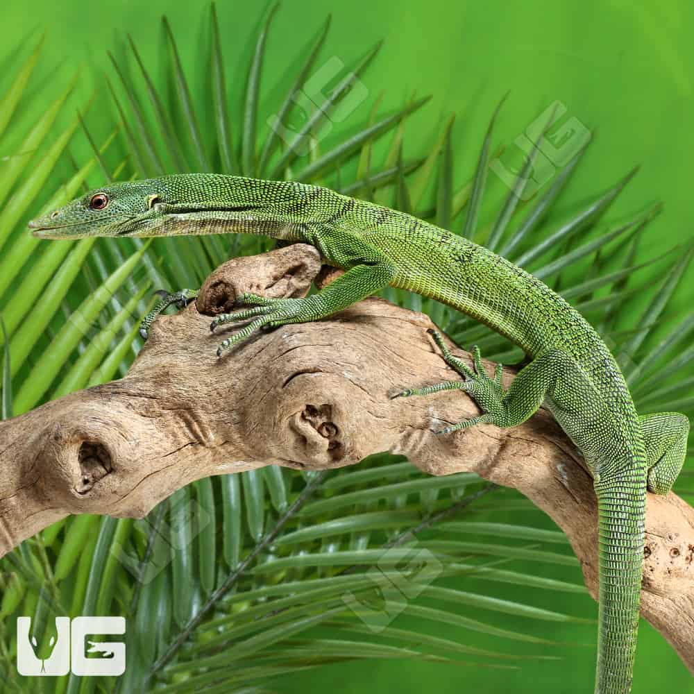 Green Tree Monitor Salenull